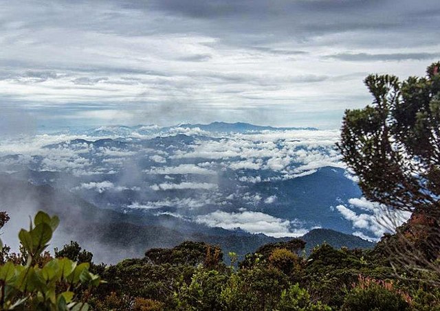  Gunung Bukit Raya dengan keanekaragaman flora dan fauna (Dok. commons.wikimedia.org) 