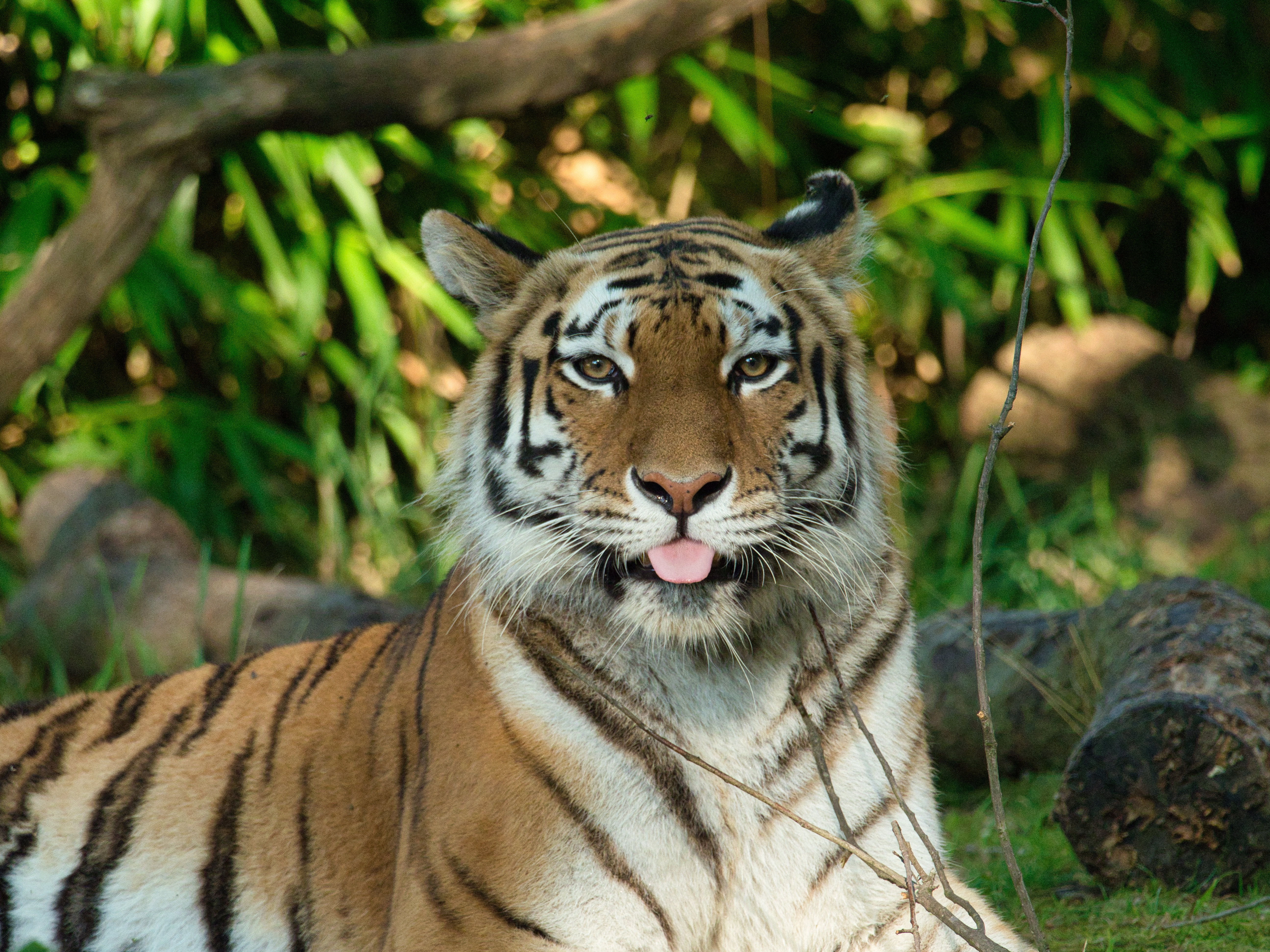 Harimau Siberia | Freepik/Wirestock