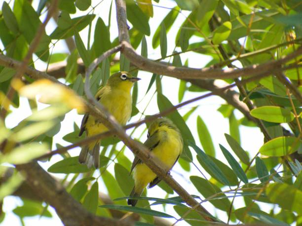 Ilustrasi burung Kacamata Sangihe via istockphoto/Adehan Ahmad
