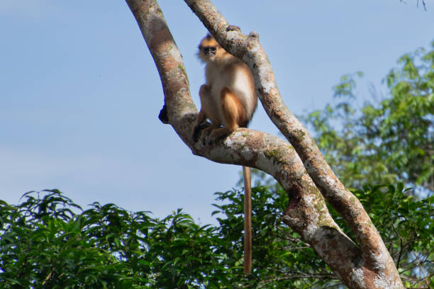 Surili Sumatra via istockphoto/Riki Rahmansyah