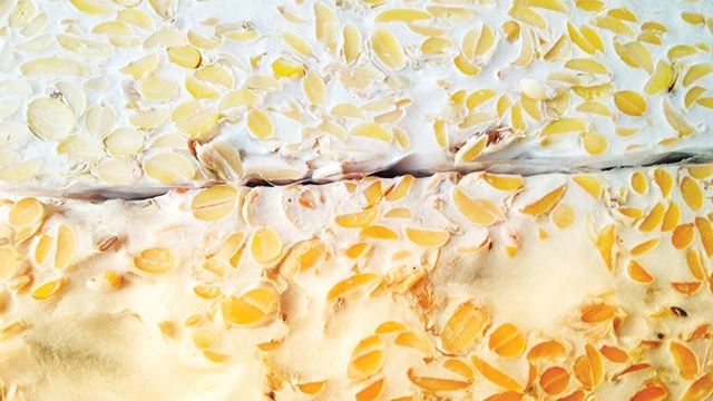 Jamur tempe yang berpotensi jadi sumber protein alternatif daging