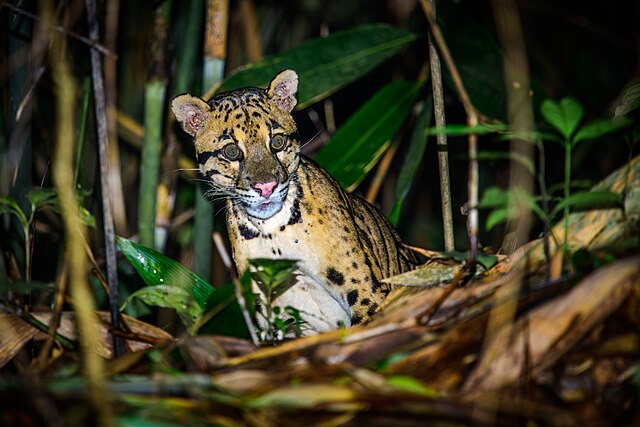 Macan dahan sang pemburu handal (Dok commons.wikimedia.org)