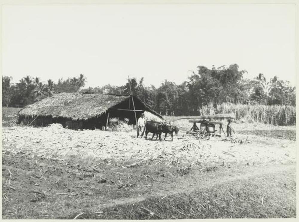 Pekerja lokal di ladang tebu Krebet, Malang pada masa sistem Cultuurstelsel
