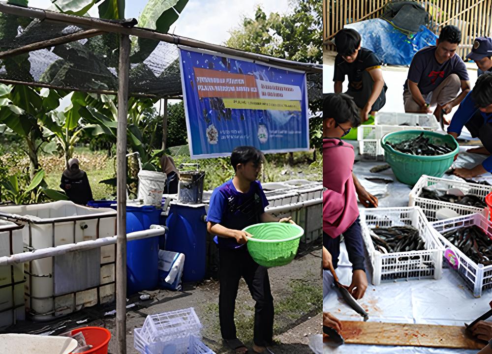 Pelatihan pemberian alginat dari ekstak rumput laut cokelat sebagai imunostimulan