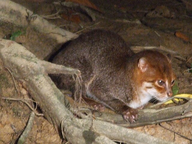 Kucing Tandang yang terancam Punah (Dok. commons.wikimedia.org)