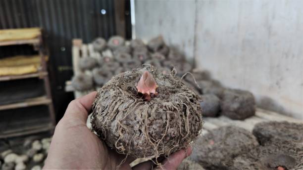 Porang sumber glukomanan