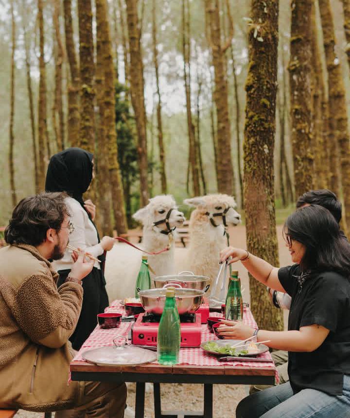 Melihat Alpaca di Tangkal Pinus, destinasi wisata yang cocok dikunjungi saat lebaran