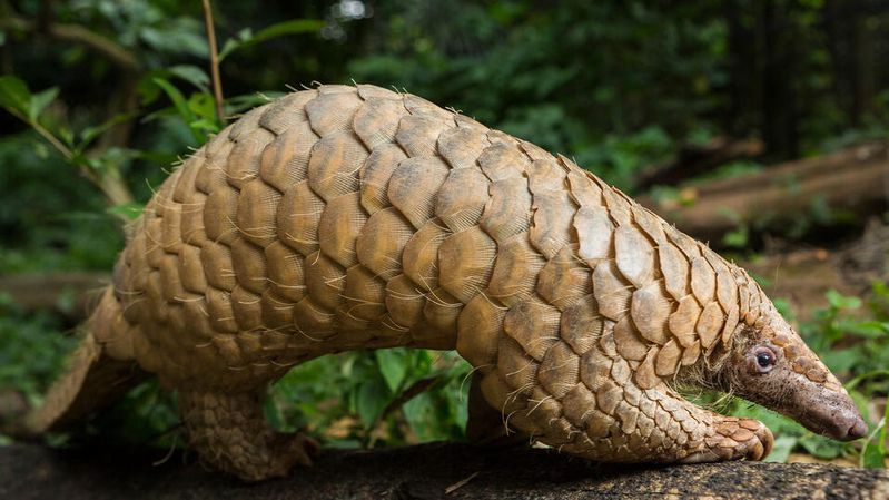Trenggiling Sunda | WWF: Jak Wonderley