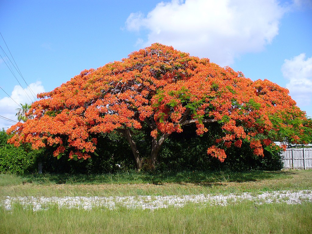 Pohon flamboyan