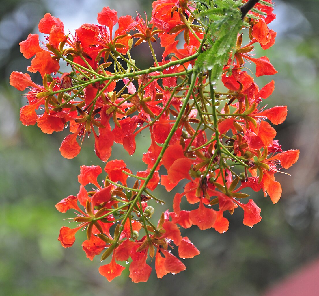 Bunga flamboyan