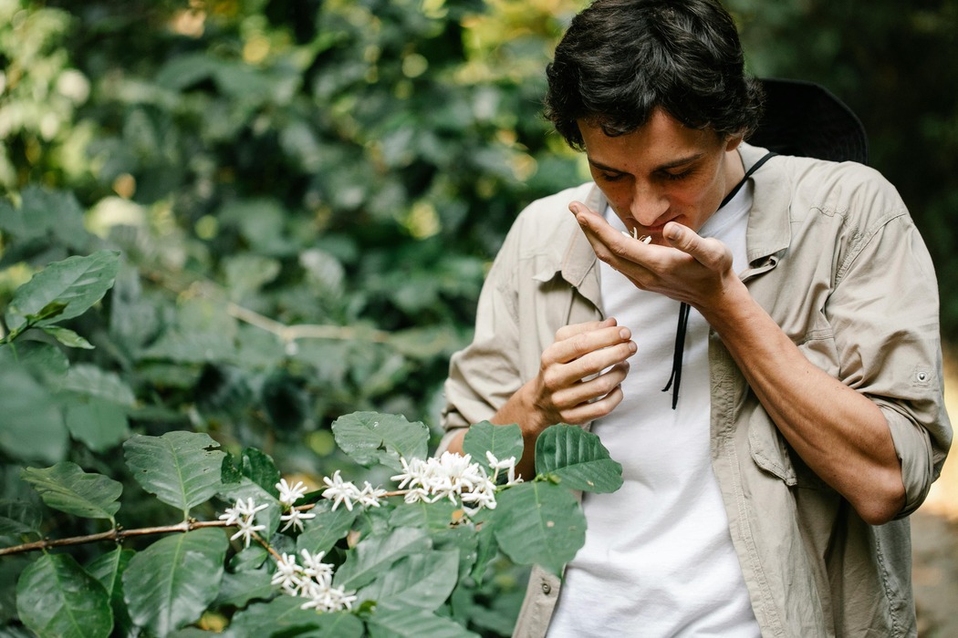 https://www.pexels.com/photo/horticulturist-smelling-blooming-arabian-coffee-flower-on-plantation-7125397/