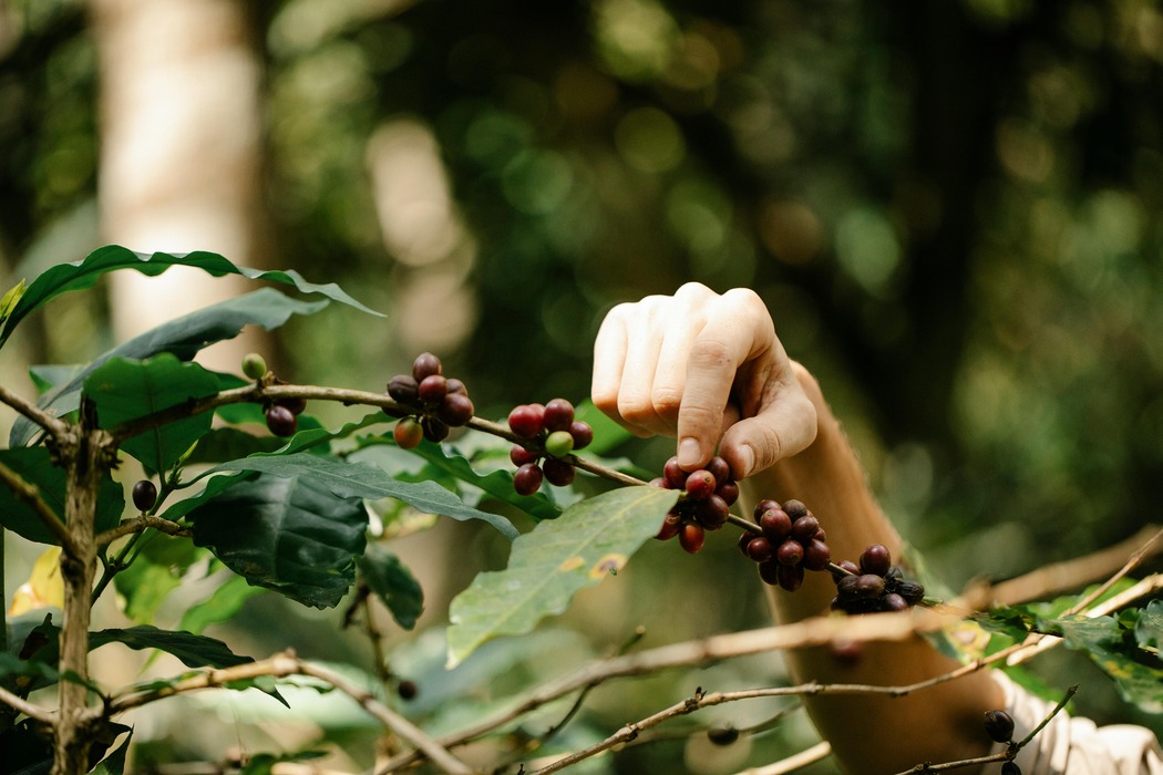 https://www.pexels.com/photo/crop-farmer-picking-arabica-coffee-berries-from-plant-in-countryside-7125451/