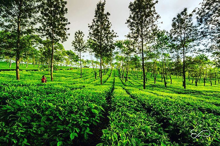 Kebun Teh Wonosari | Flickr: Muhammad Efendi