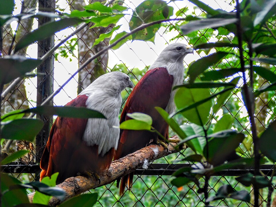 Burung Elang Bondol | sumber: wikipediacommons