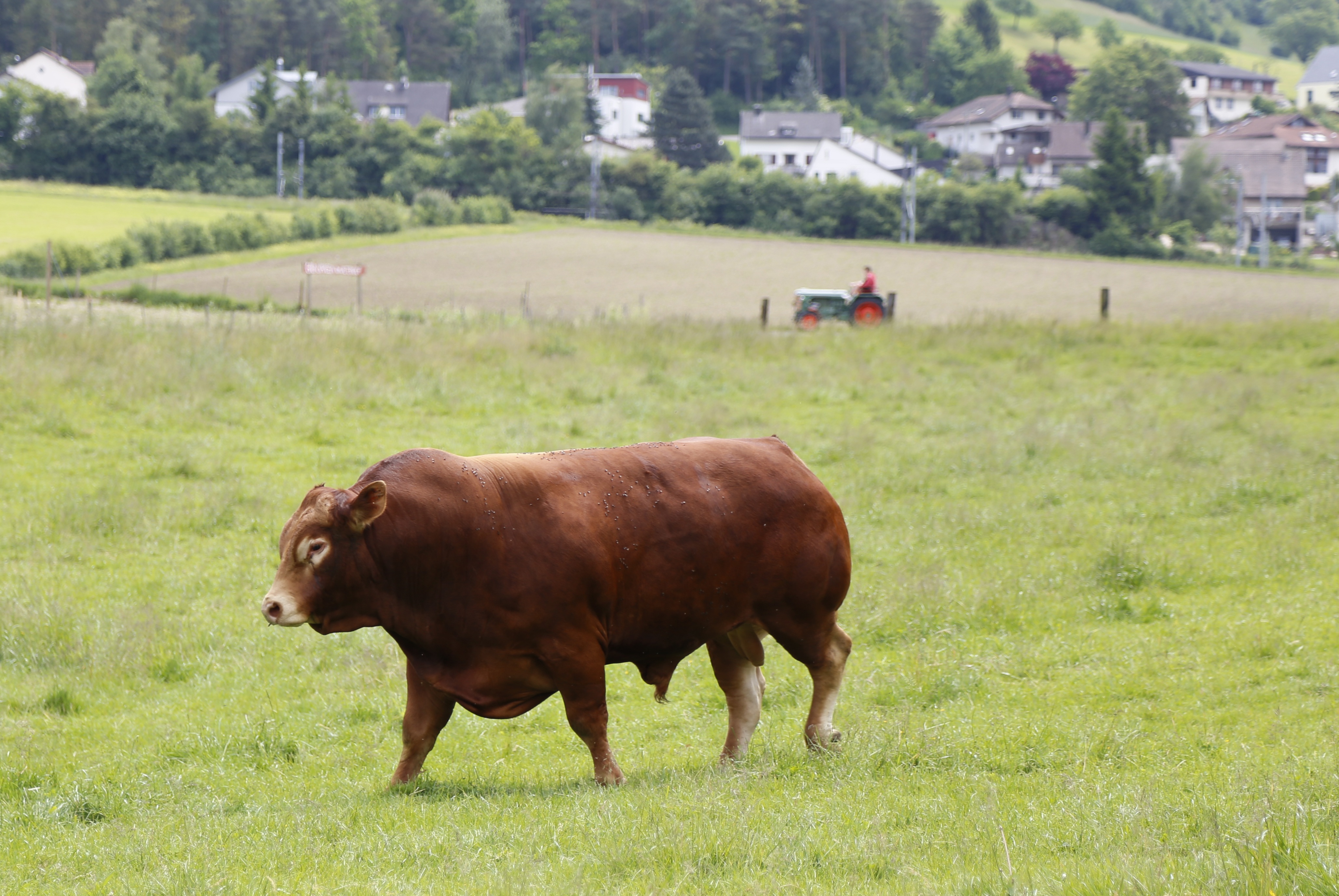 Sapi Limousin | sumber: Pxhere.com