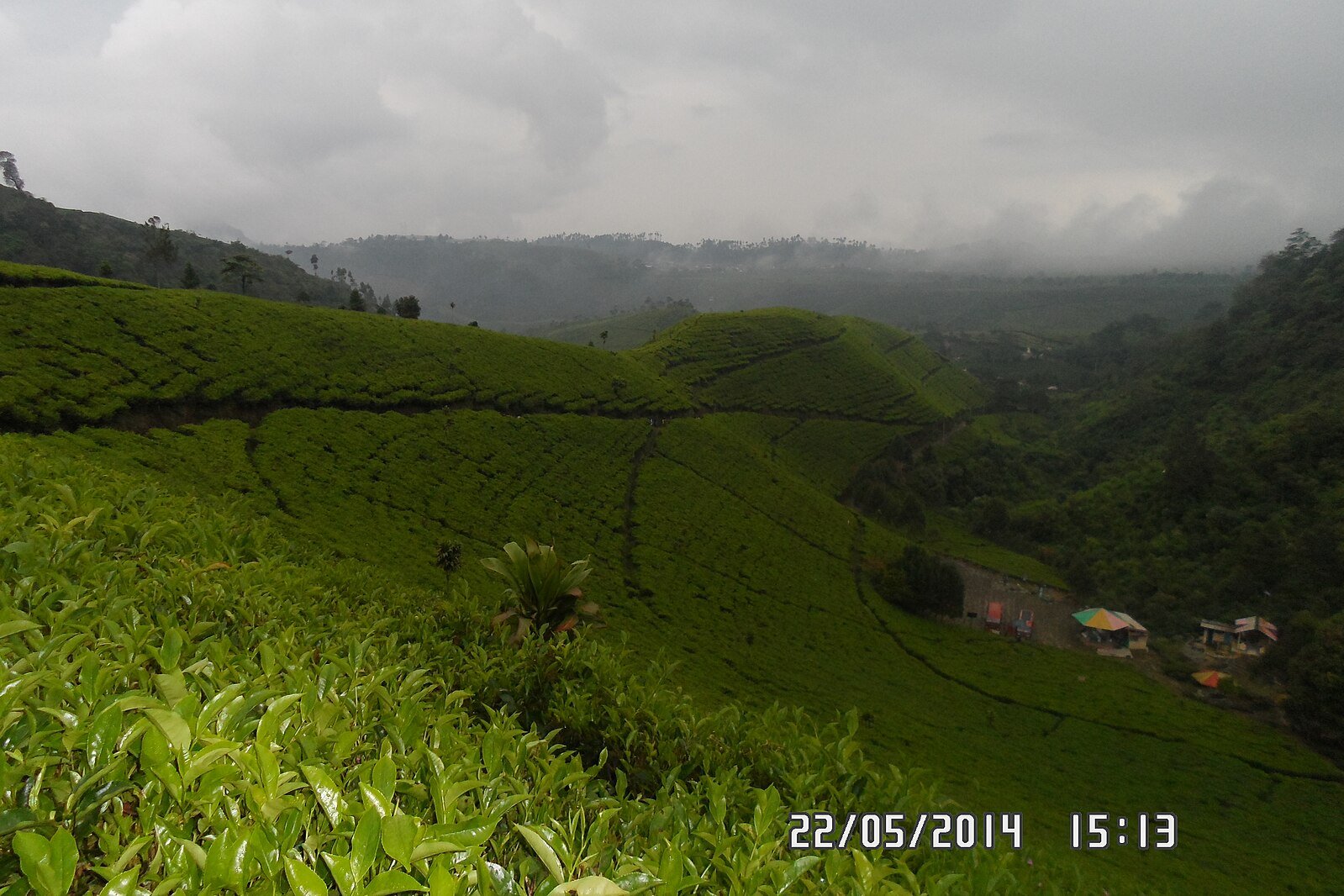 Kebun teh Kaligua | Wikimedia Commons: NUR SHOLIHIN