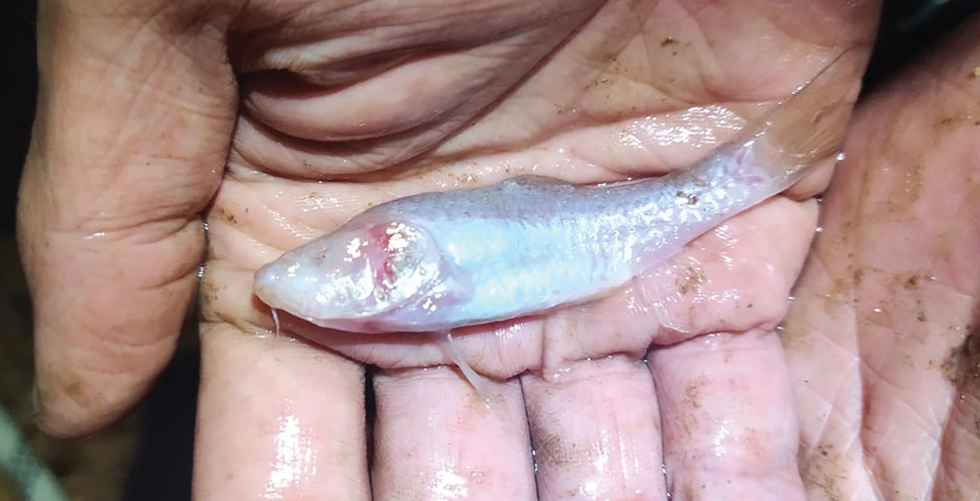Ikan Wader Buta | Gambar via Jurnal Zookeys 2025