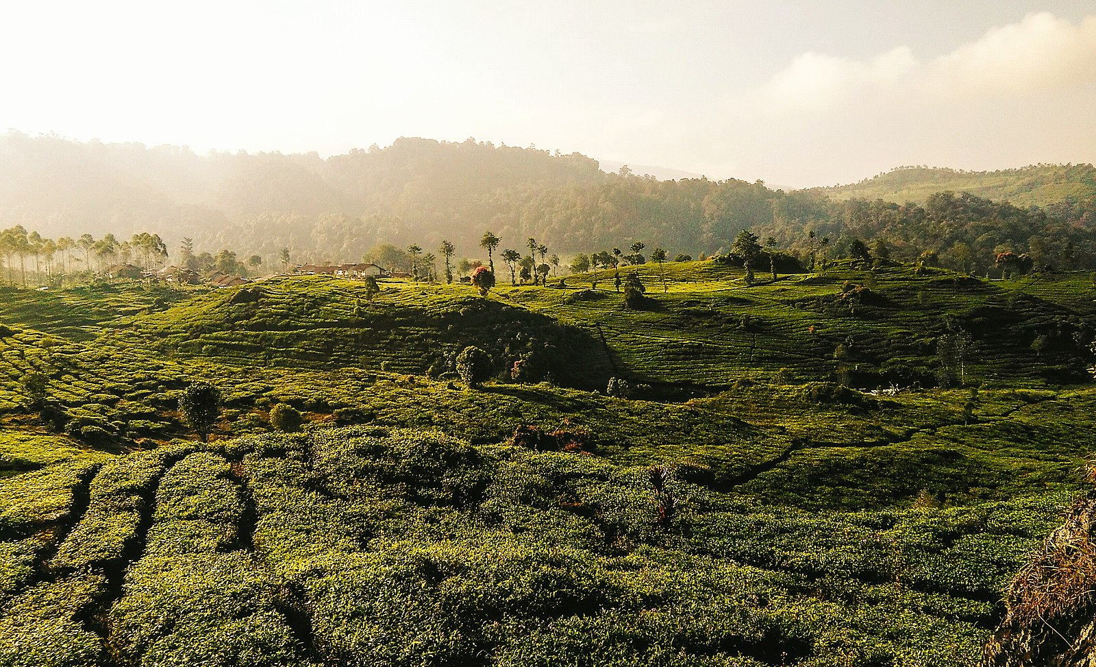 Kebun teh Rancabali | Wikimedia Commons: Iqbalfauzn