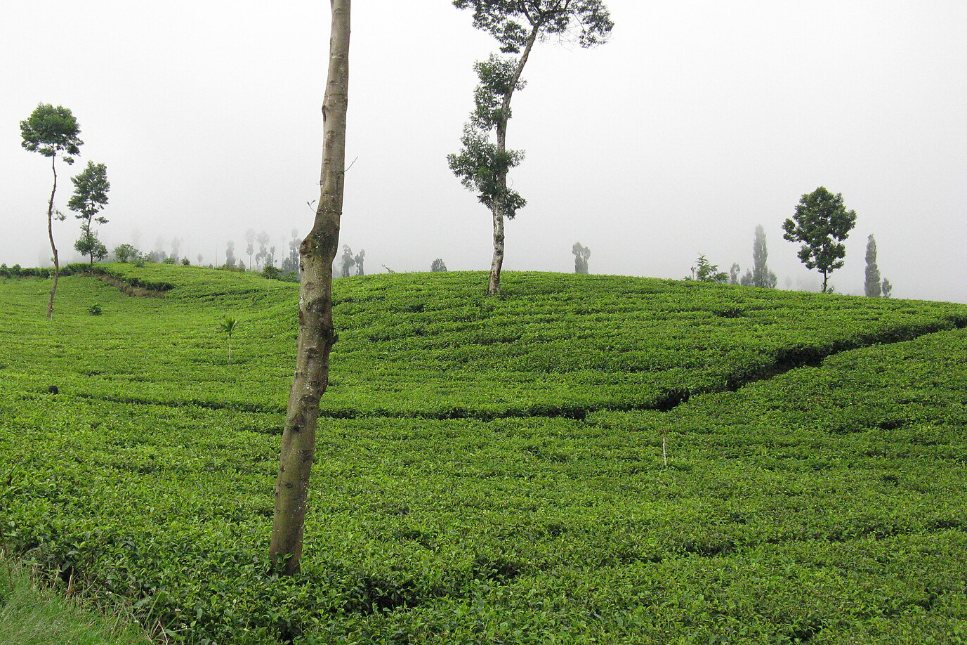 Kebun Teh Tambi | Wikimedia Commons: Deniker