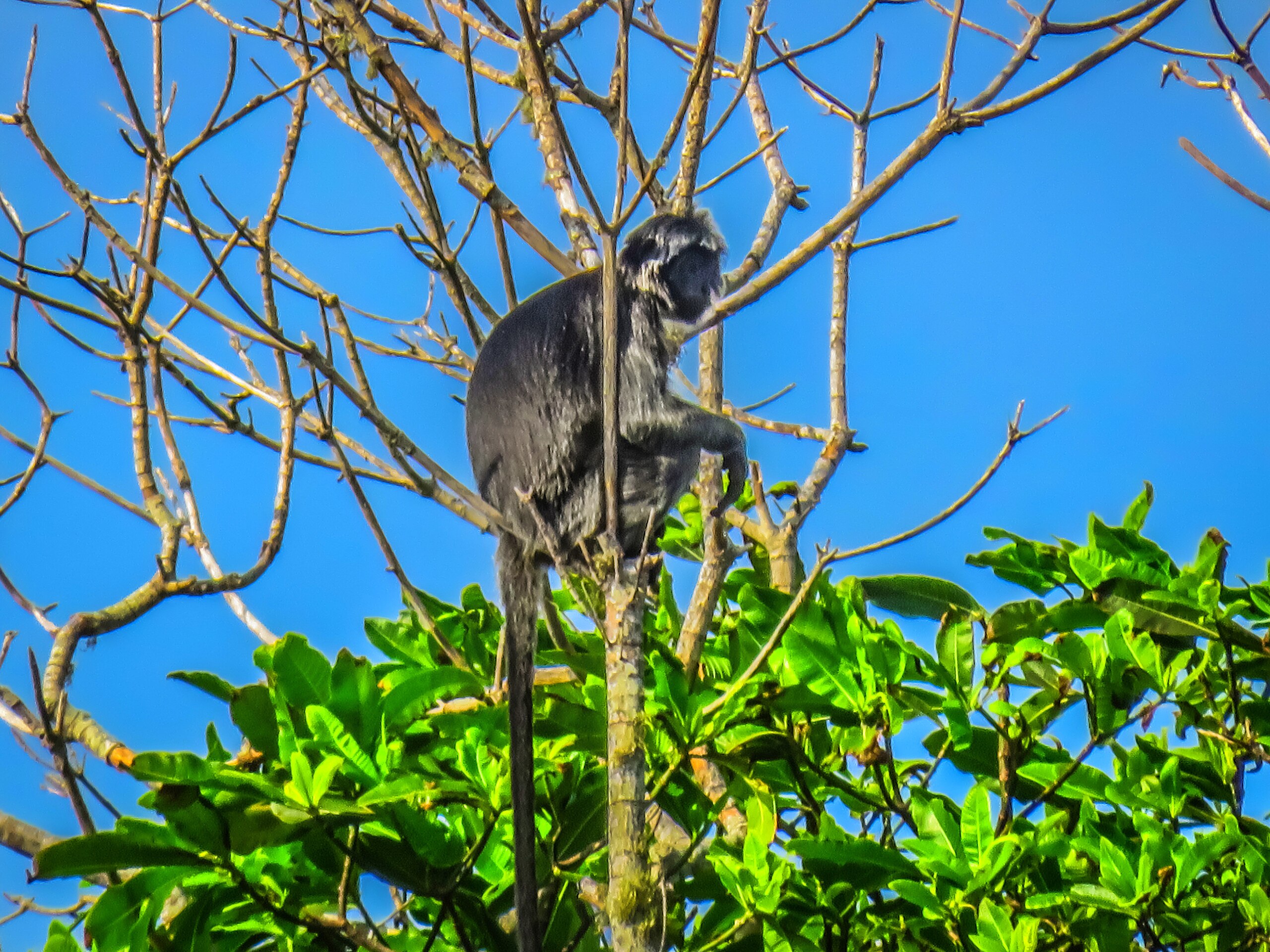Lutung Jawa | Wikimedia Commons | Ghofar Ismail Putra