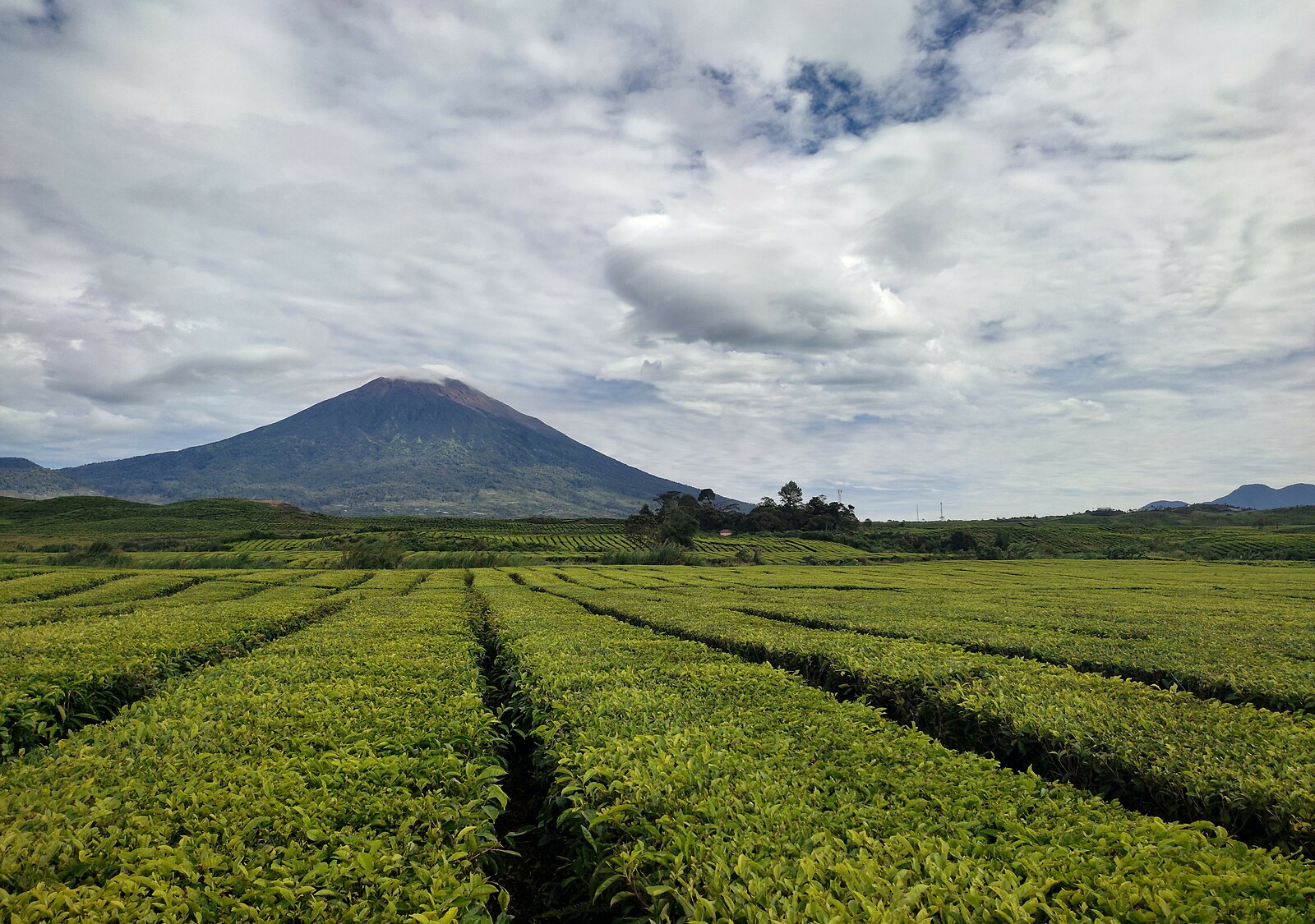 Kebun teh Kayu Aro | Wikimedia Commons: Muhamad Izzul Fiqih
