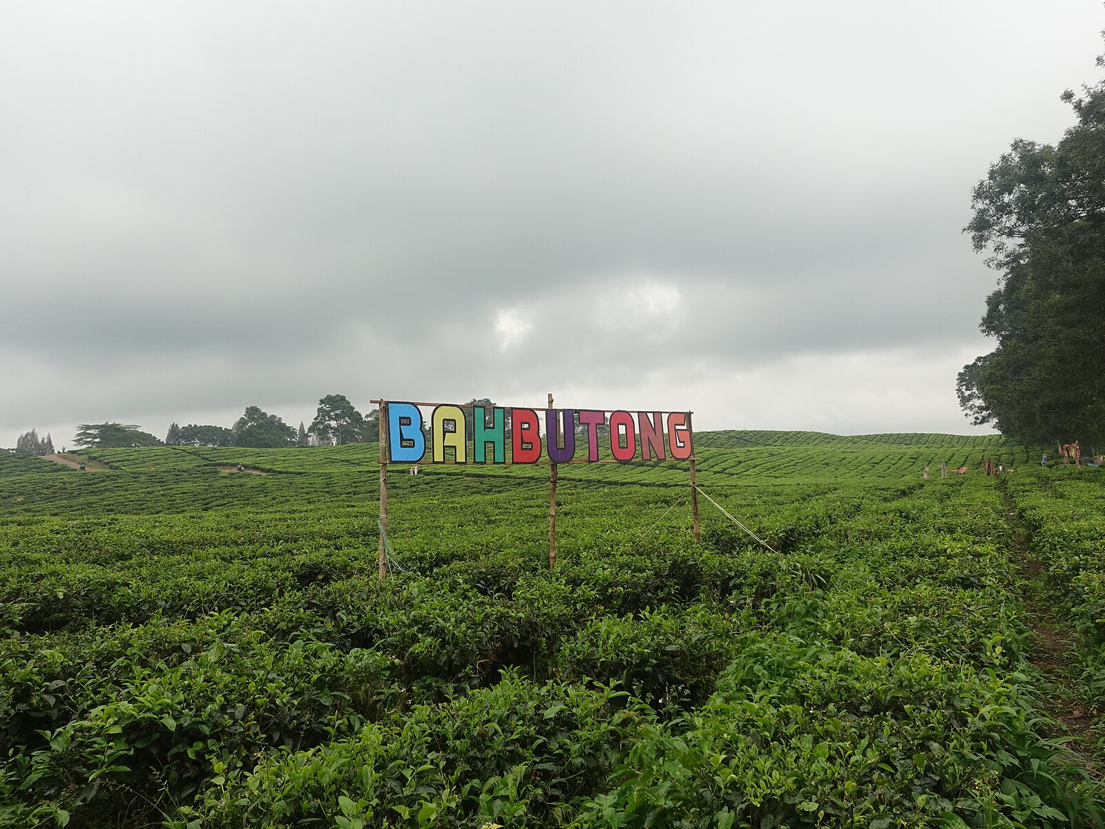 Kebun Teh Sidamanik | Wikimedia Commons: Ning Gusti 
