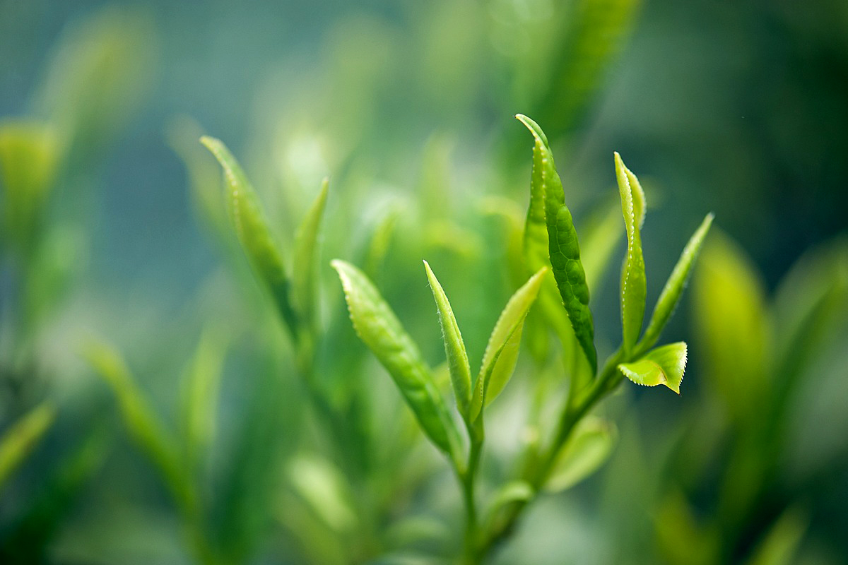 Proses penanaman teh matcha dan green tea berbeda di mana pohon teh matcha butuh lahan lebih teduh