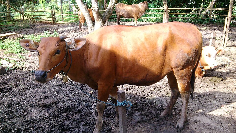 Sapi Bali | sumber: wikimedia commons