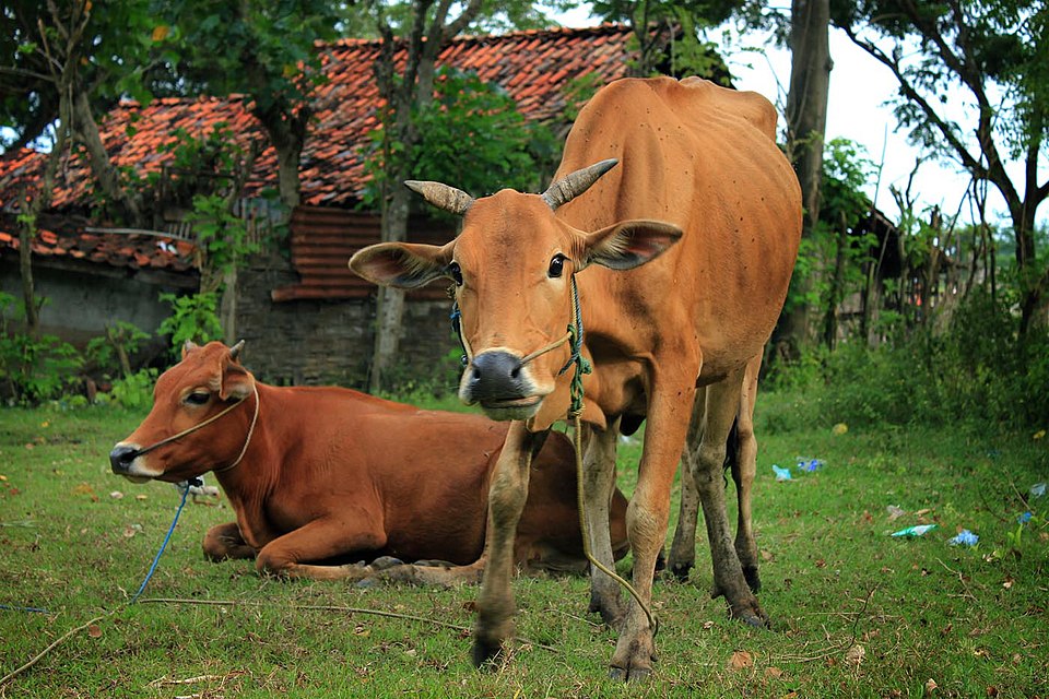 Sapi Madura | sumber: wikimedia commons