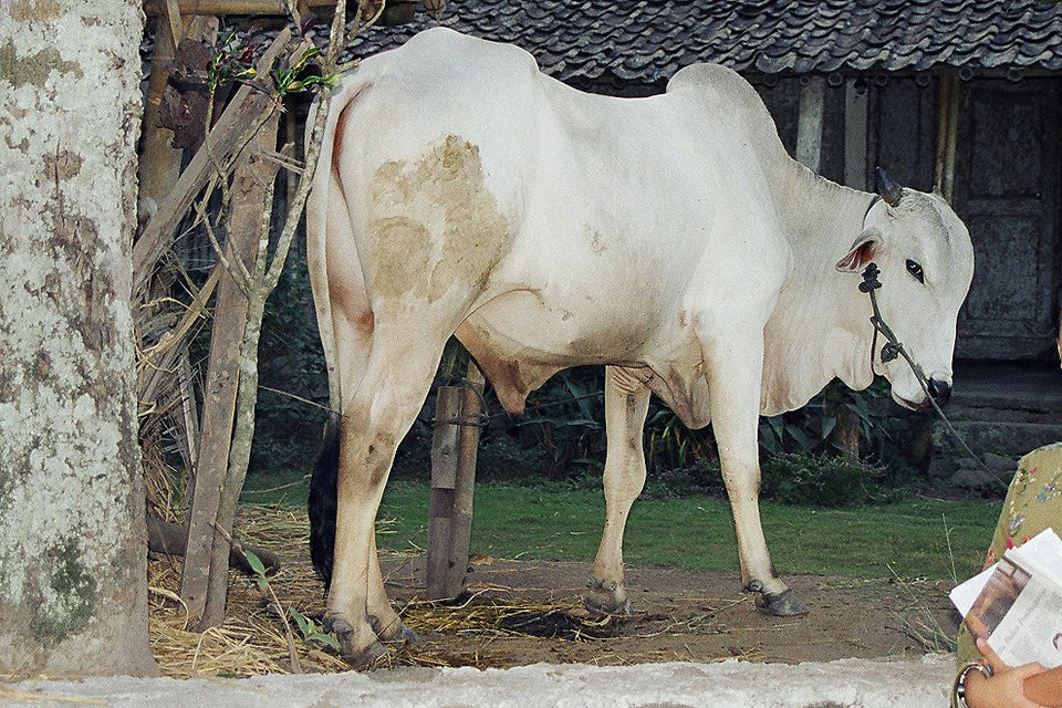 Sapi Ongole | sumber: wikimedia commons