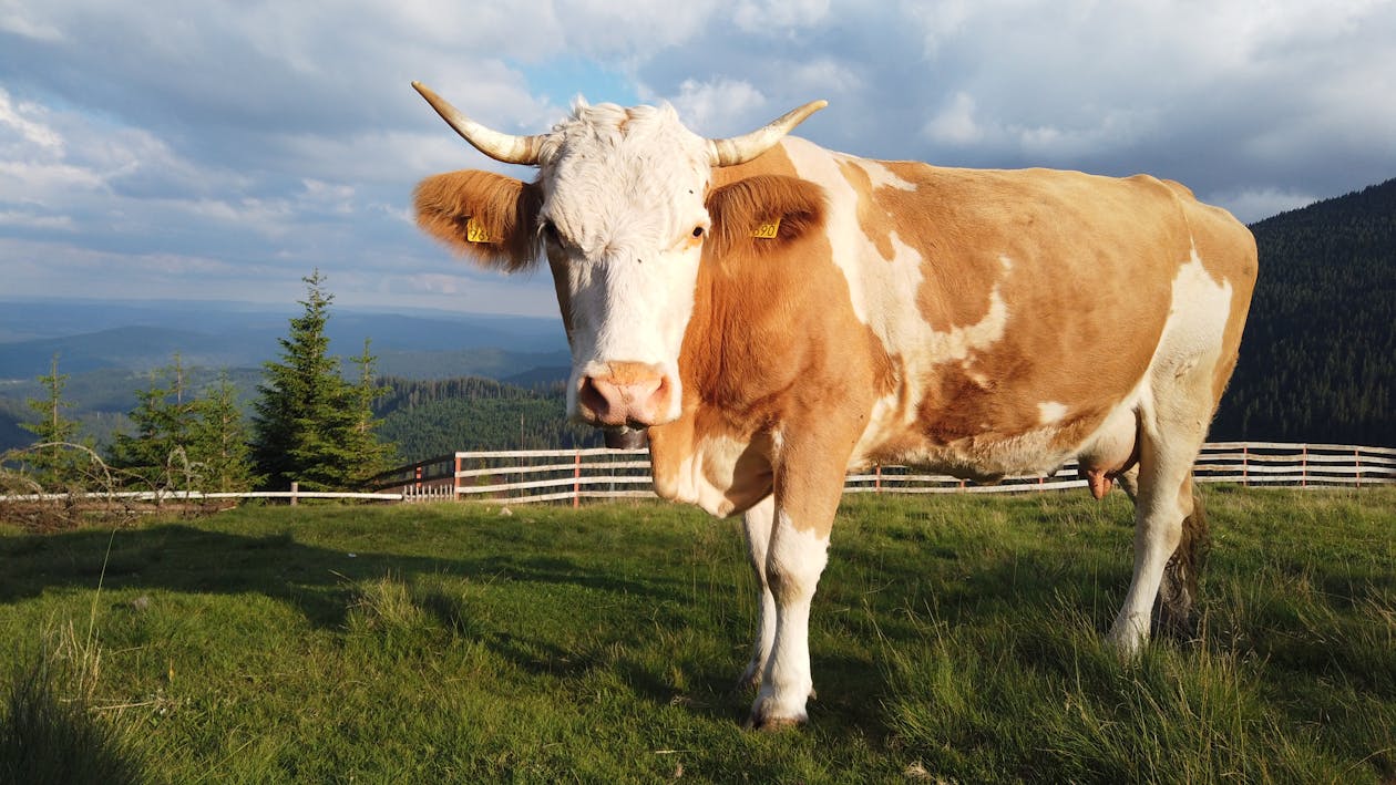 Sapi Simmental | sumber: pexels.com/Milan petki