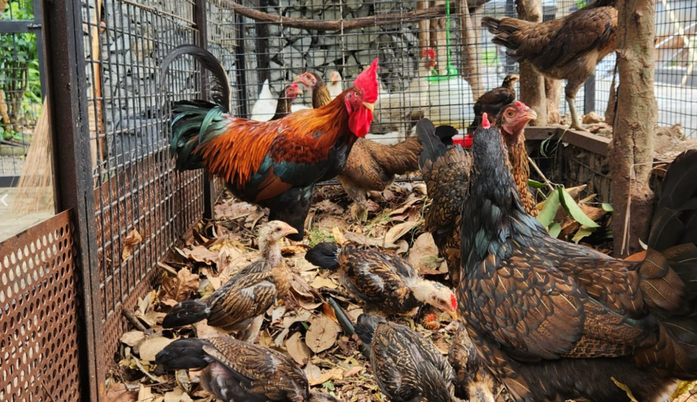 Ayam halaman di Kebun Kumara yang mengadopsi sistem permakultur