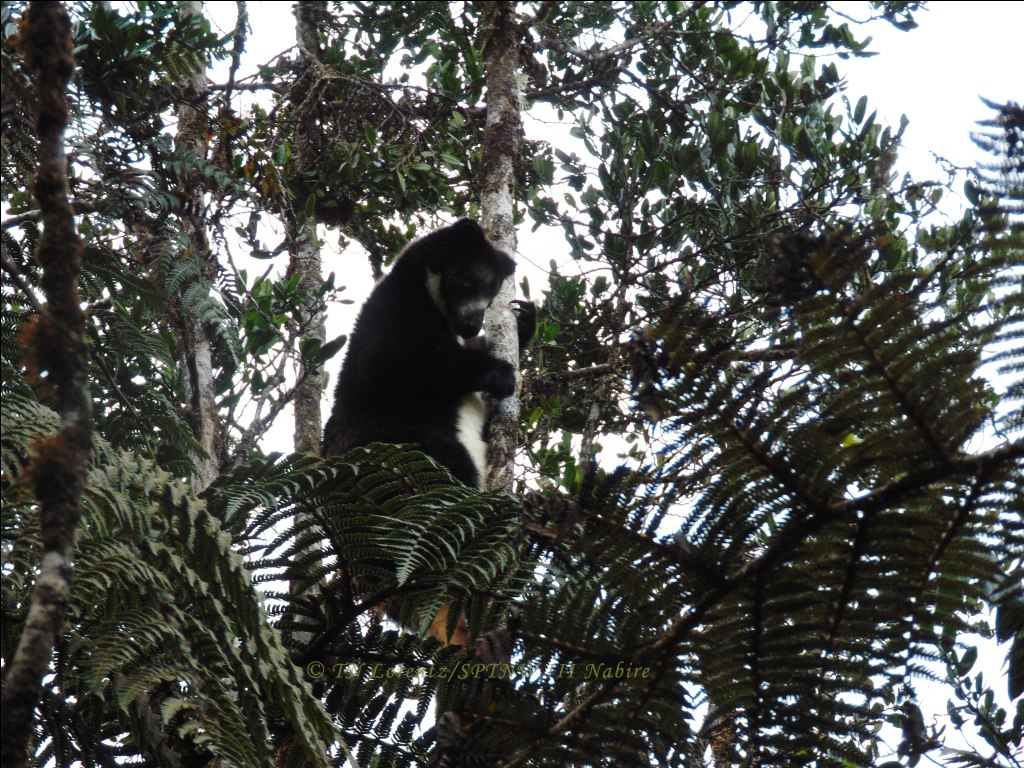Dingiso (Dendrolagus Mbaiso) | Dok. MenLHK