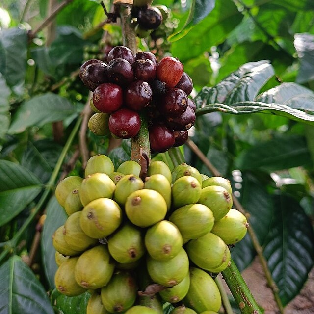 Robusta vs Arabika, Manakah yang Jenis Kopi Terbanyak di Indonesia?