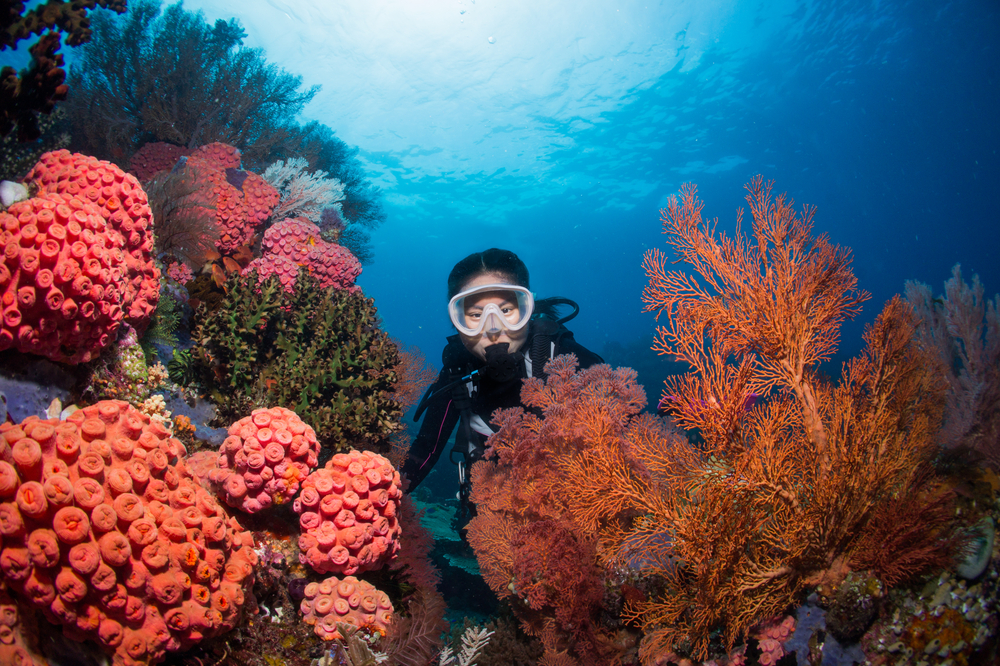 Spot snorkeling di Raja Ampat | Dok. SergeUWPHoto
