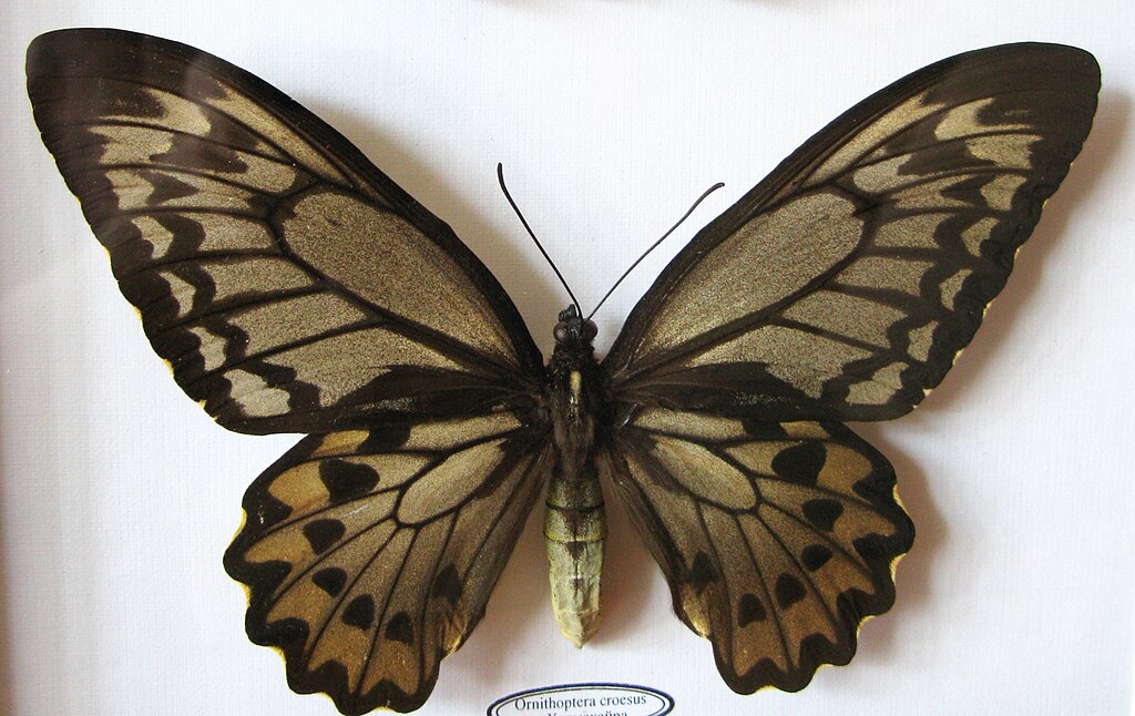 Ornithoptera croesus betina lydias | Foto: (Wikimedia commons | Anaxibia)