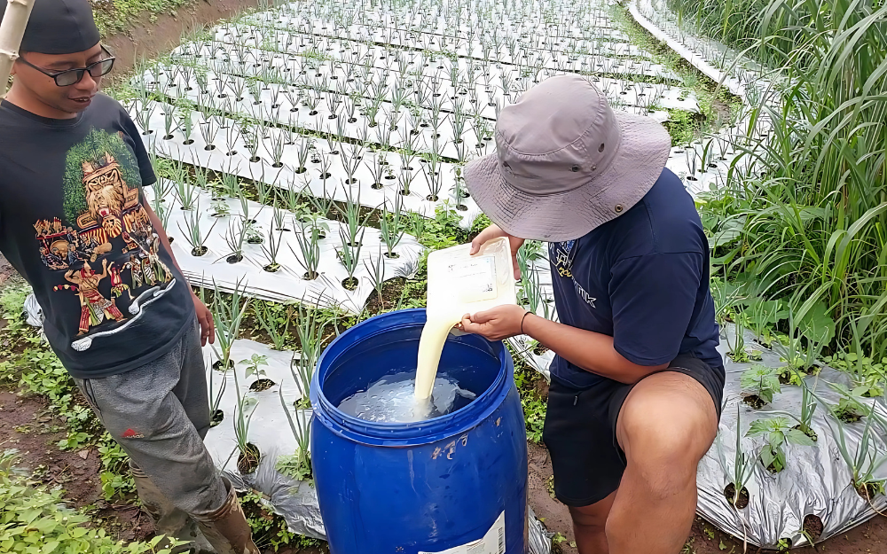 Penggunaan susu pada stimulan organik | Dokumentasi Pribadi