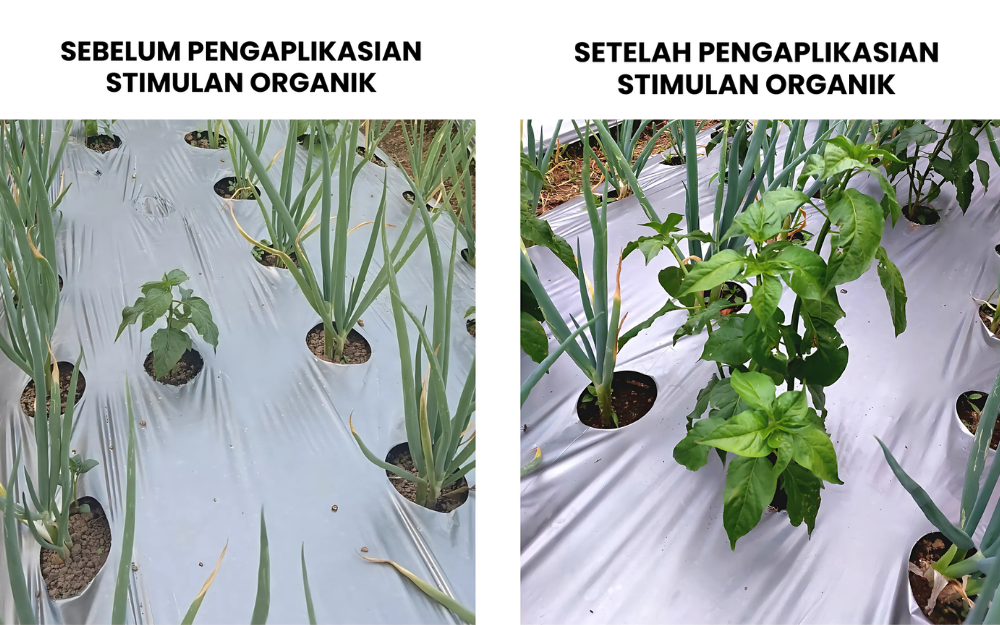 Perbadingan sebelum dan sesudah penggunaan stimulan organik | Dokumentasi Pribadi