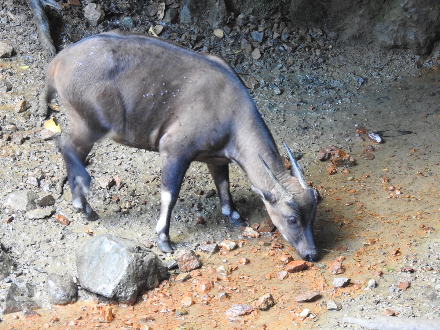 Anoa yang ada di Taman Nasional Bogani Nani Wartabone