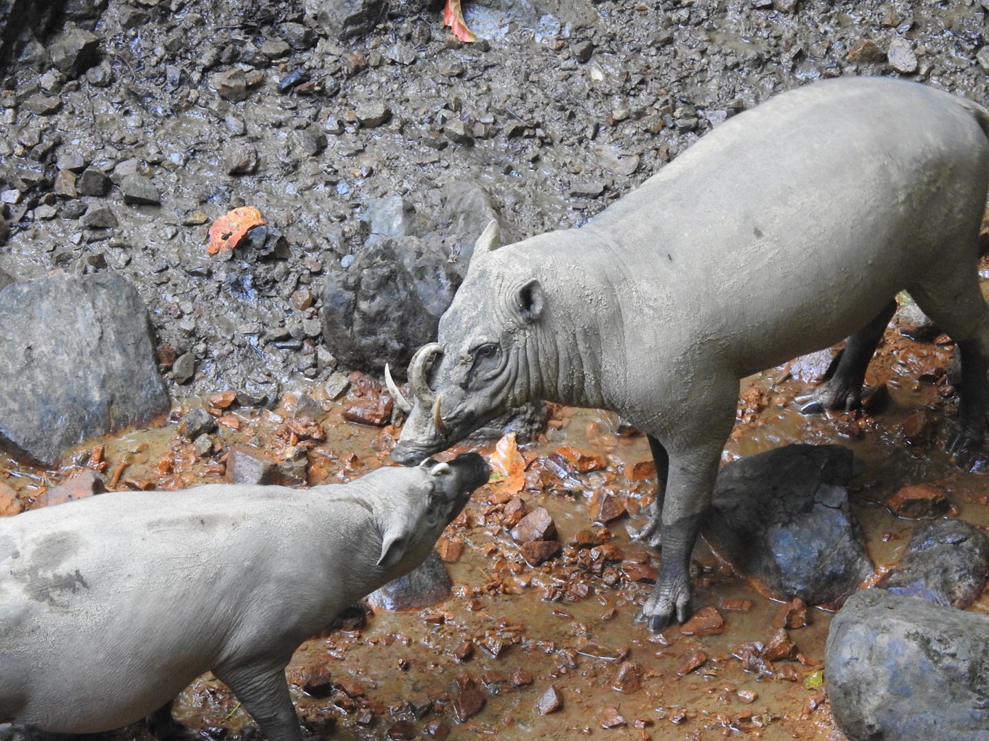 Babirusa di TN Bogani Nani Wartabone | Foto: (Dok. Taman Nasional Bogani Nani Wartabone).