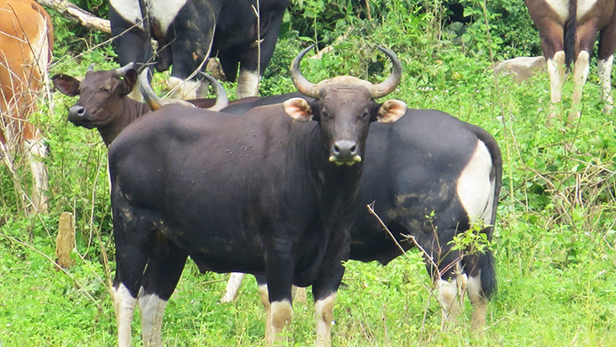 Satwa banteng (Bos javanicus) di Jawa Timur | Foto: (Dok. Taman Nasional Meru Betiri).