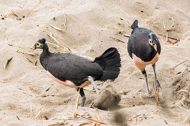 Burung maleo di Taman Nasional Bogani Nani Wartabone | Foto: (Dok. Direktorat Jenderal Konservasi Sumber Daya Alam dan Ekosistem).