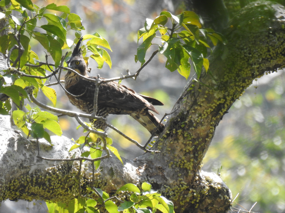 Elang jawa di Taman Nasional Meru Betiri | Foto: (Dok. Taman Nasional Meru Betiri).