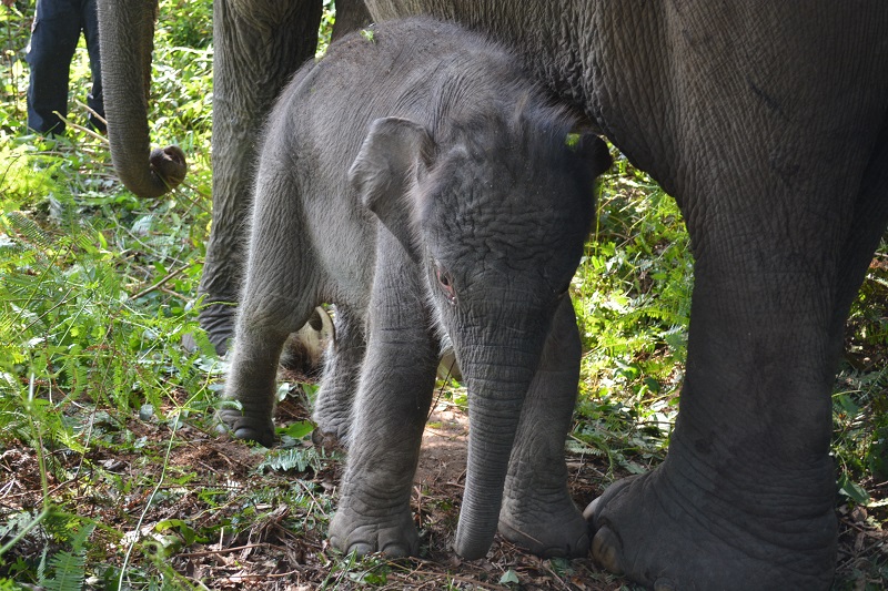 Anak gajah Sumatra di Taman Nasional Tesonilo | Foto: (Dok. Taman Nasional Tesonilo).