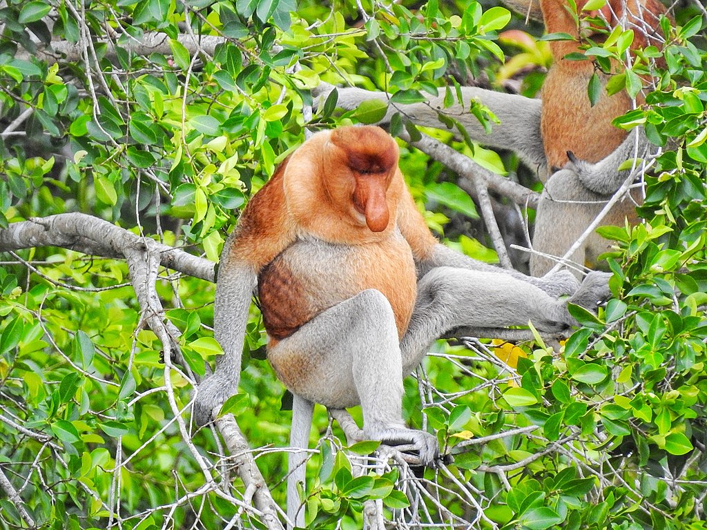 Bekantan di Pulau Bakut
