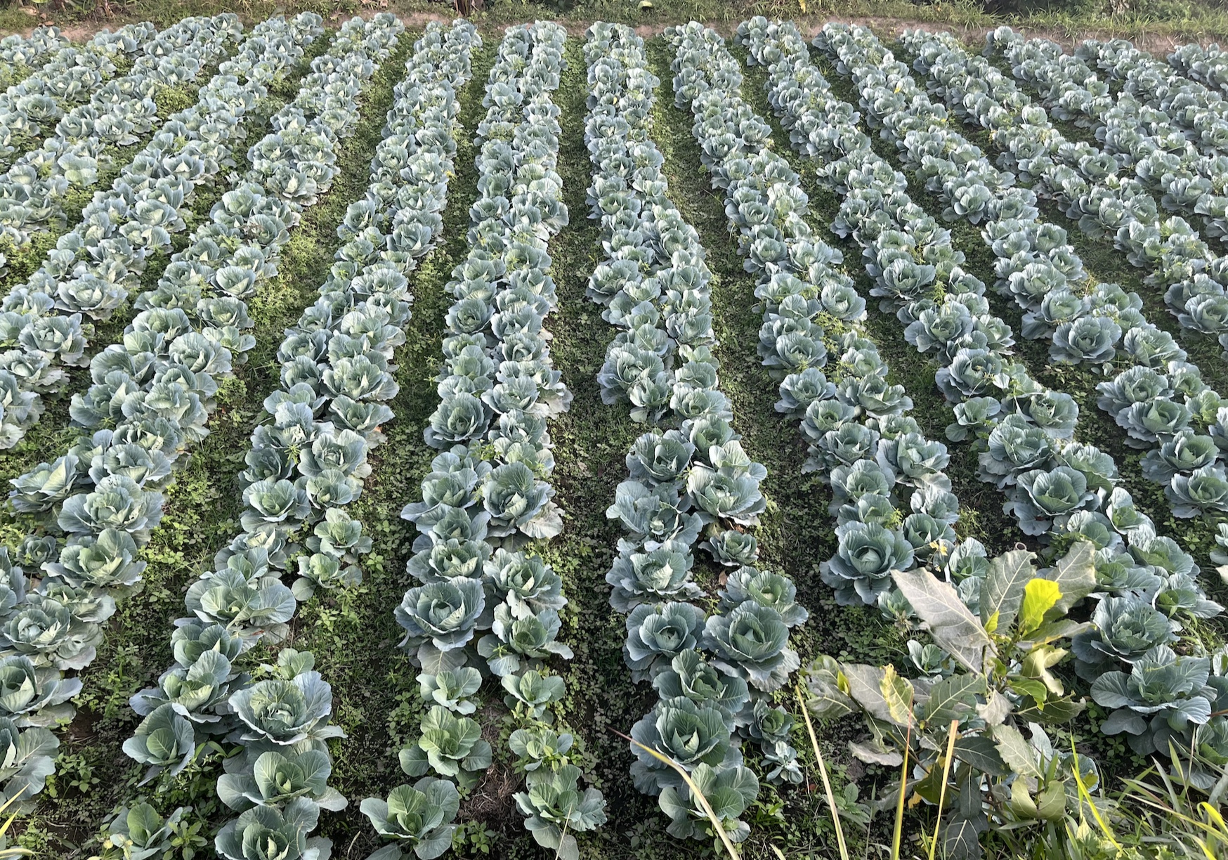 Potensi Lokal Kebun Kubis | Dokumentasi Pribadi