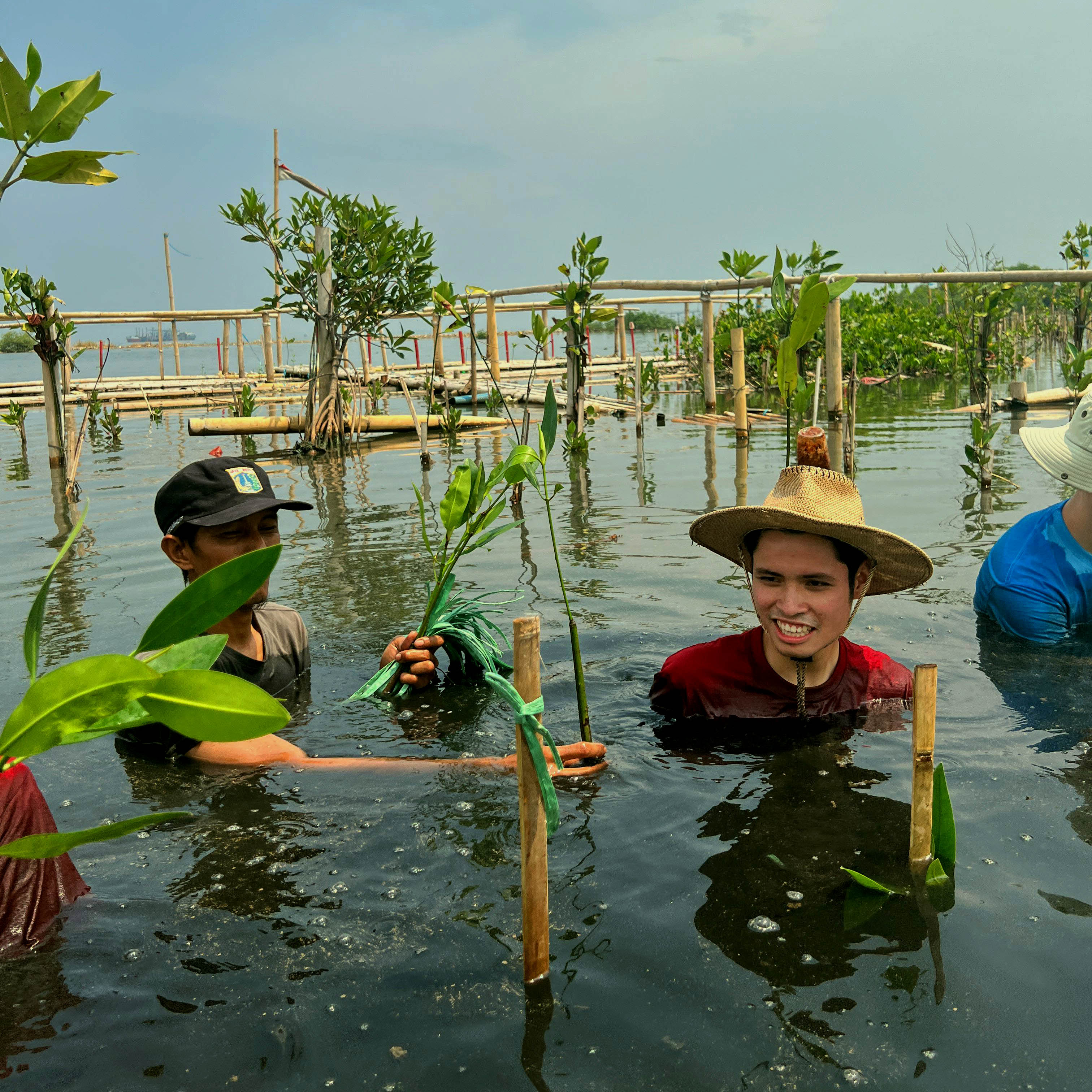 Ilustrasi Ariel Guslandi, Duta Mangrove Indonesia Menanam Bakau