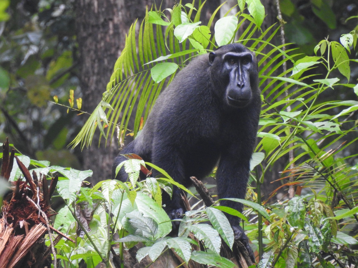 Monyet hitam Sulawesi di Taman Nasional Bogani Nani Wartabone | Foto: (Dok. Taman Nasional Bogani Nani Wartabone).