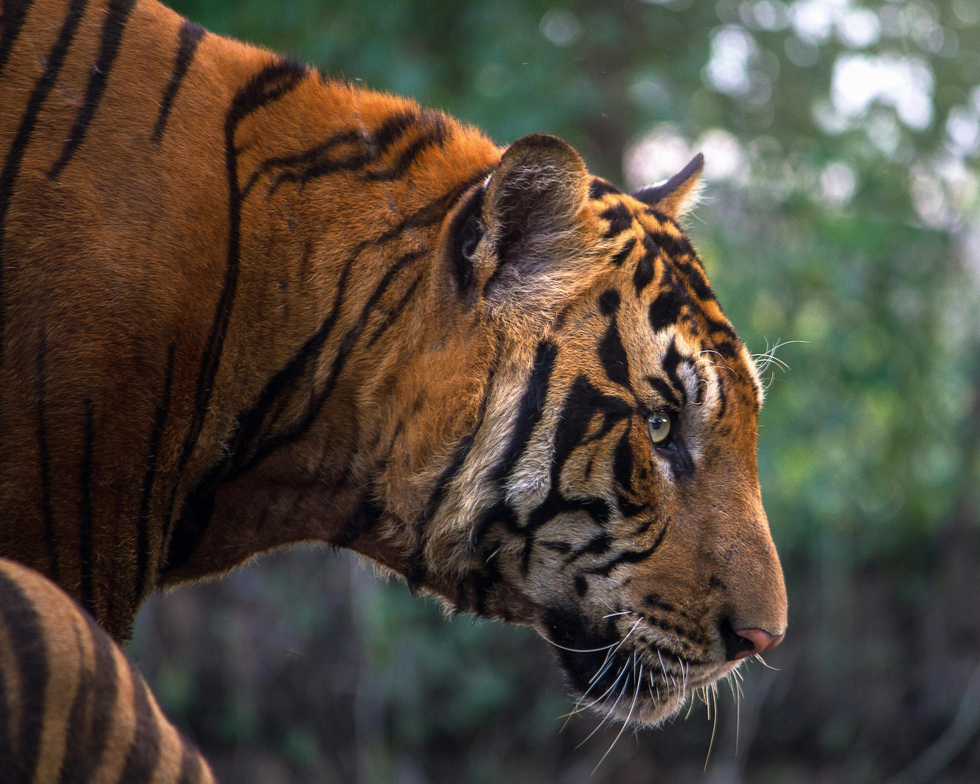 Seekor Harimau sedang melihat sekitarnya | (Pexels | Pixabay)