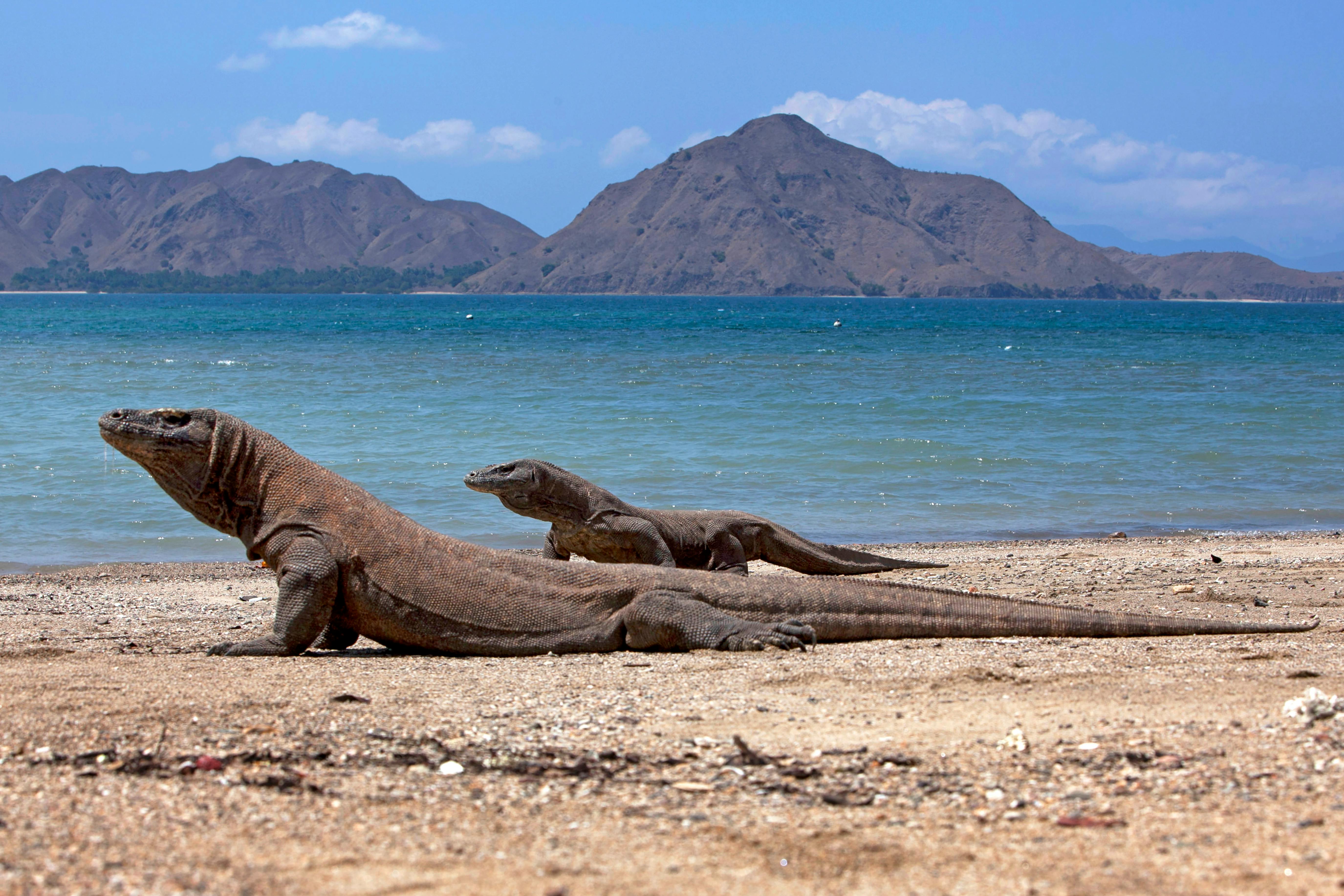 Biawak komodo di Nusa Tenggara Timur